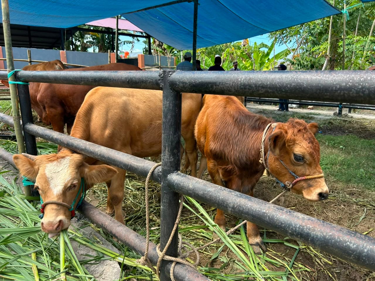 Brutus Juara Kontes Sapi Hasil IB, Bupati Andi Utta: Tahun Depan Kita Bikin Skala Lebih Besar