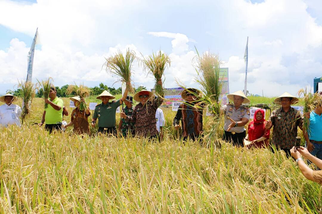 Produksi Gabah  Musim Tanam 2017 Meningkat Capai 325 Ribu Ton