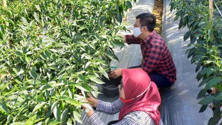 Wabup Tomy Ikut Panenkan Lomboknya, Syuaib Mengaku Bersyukur dan Terharu