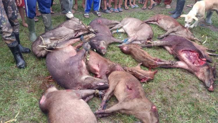 18 Babi di Bontomanai Berhasil Dimusnahkan
