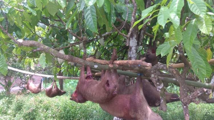 Usai Dibasmi, Babi di Bulukumba Bergelantungan