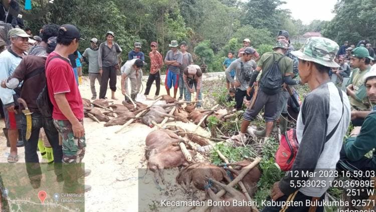 Perburuan Babi di Tanah Lemo Bontobahari Basmi 25 Ekor