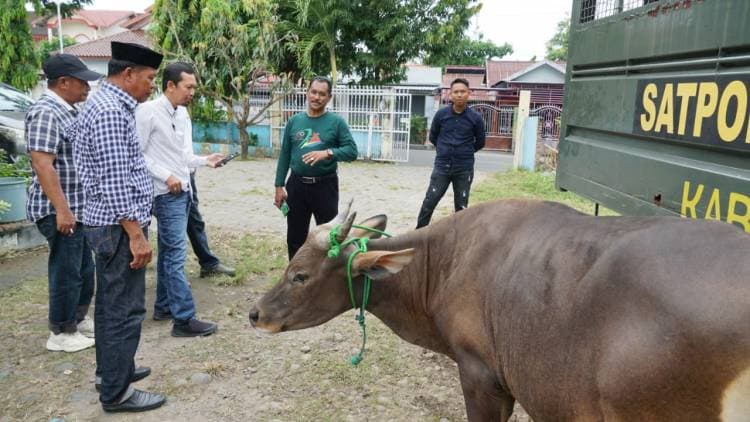 Dua Hari Operasi, Delapan Ekor Sapi Liar Ditangkap