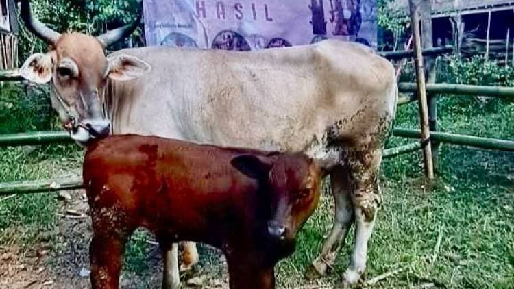 Panen Pedet di Kampung Sapi, Bukti Inovasi Peternak Bulukumba